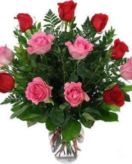 Heavenly 12 red and pink fresh Imported south African Roses with Gypsophila