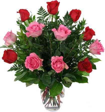 Heavenly 12 red and pink fresh Imported south African Roses with Gypsophila